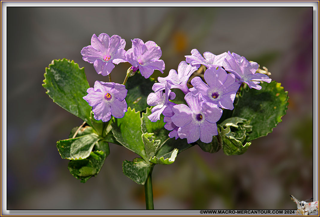 Primevère marginée
